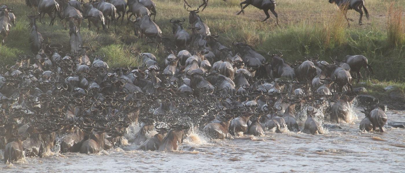 lodges-for-wildebeest-great-migration