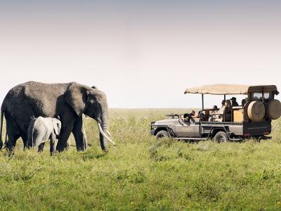 Safari Game Drives