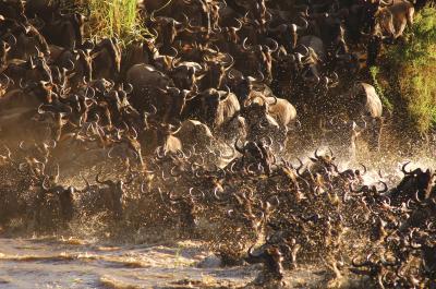 Mara River Migration Crossing