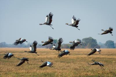 Wilderness Busanga Bush Camp – Birding