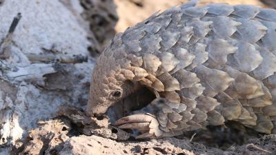 Pangolin Conservation Experience 