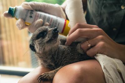 The Wildlife Rehabilitation Centre