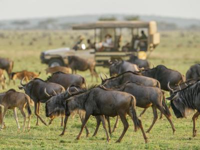 Game Drive & Picnic Lunch