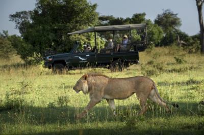 Night Game Drives