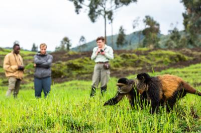 Golden monkey trekking