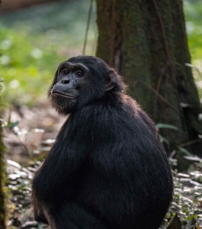 Chimpanzee Tracking