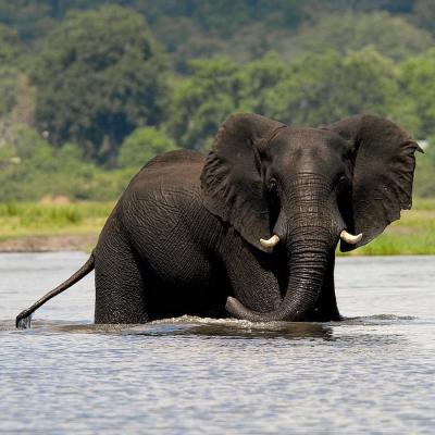 Morning or Afternoon Game Drive 