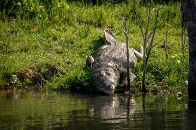 Boat Safaris on the Nile River 