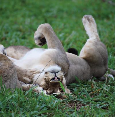 Game Drives, Safaris