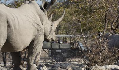 Game drives on Ongava Game Reserve