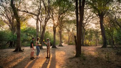 Interpretive Nature Walks