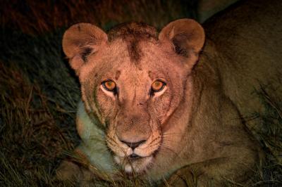 Wilderness Jao – Night Drives