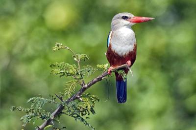 Birding in Uganda