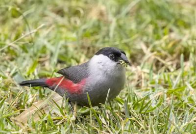 Escorted Bird Watching Walks- Sabyinyo Silverback Lodge