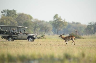 Camp Moremi Game Drives