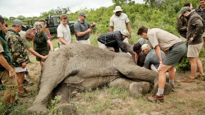 Elephant Conservation Experience 