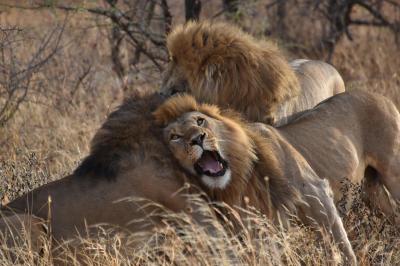 Serengeti Game Drive Experience