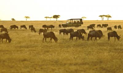 Full Day Game Drive