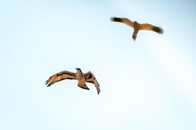 Birding