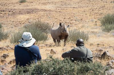 Wilderness Desert Rhino Camp – Rhino Tracking On Foot & By Vehicle 