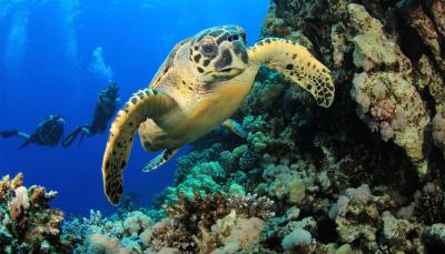 Indian Ocean Scuba Safari