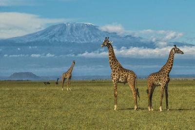 Amboseli National Park Day Trip
