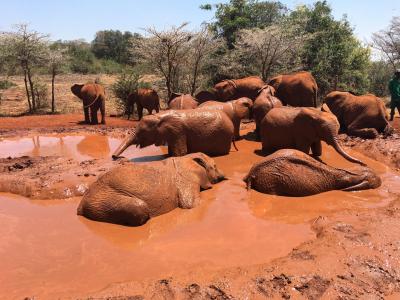 Sheldrick Wildlife Trust