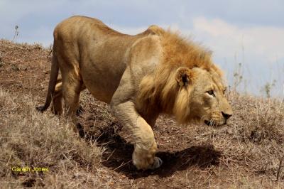 Nairobi National Park