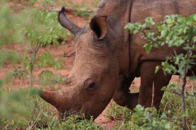 Explore Mosi oa Tunya National Park: Wildlife Sanctuary