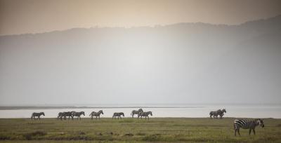 Game Drives in Ngorongoro Crater and Conservation Area