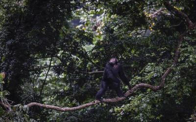 Chimpanzee Tracking
