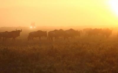 Game drive