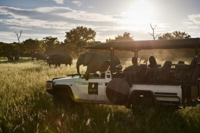 Game Drives: Wildlife Encounters