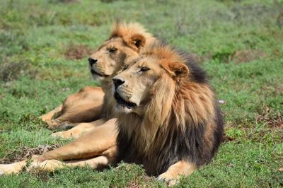 Born Free Big Cat Sanctuaries