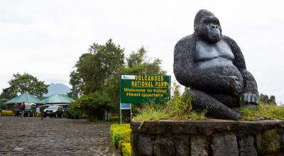 Mountain gorilla trekking