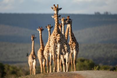 Private Photographic Safari 