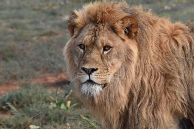 Born Free Big Cat Sanctuaries