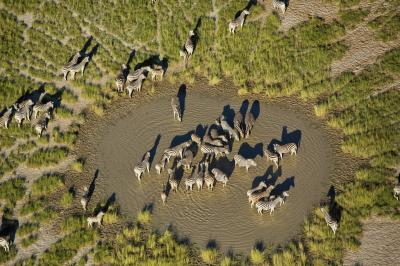 Zebra & Wildebeest Migration