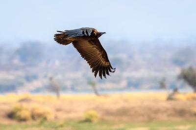 Wilderness Ruckomechi – Birding