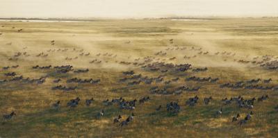 Zebra and Wildebeest Migration 