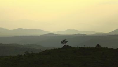 Guided Bush Walks & Conservation Tours