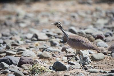 Wilderness Desert Rhino Camp – Birding