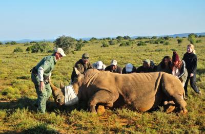 Rhino Conservation Safari 