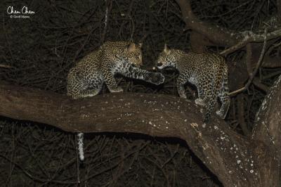 Night Game Drives