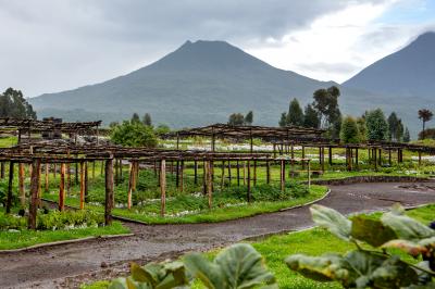 Akarabo Nursery