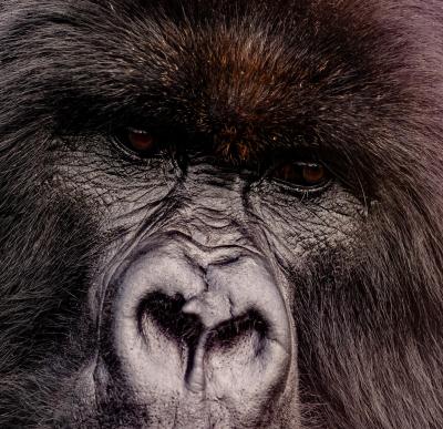 Bisate Lodge – Gorilla Trekking