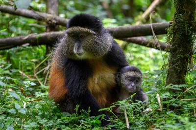 Bisate Lodge – Golden Monkey Trekking