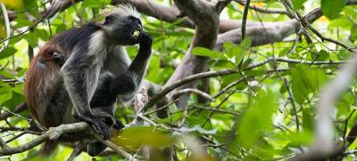 Jozani Chwaka Bay National Park