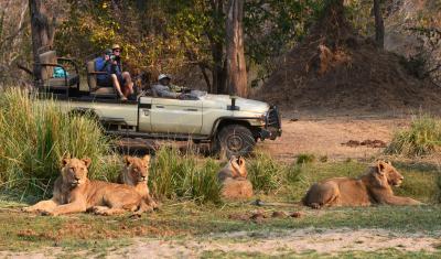 Game Drives Day & Night