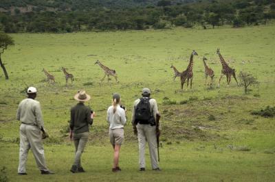 Guided Bush Walks